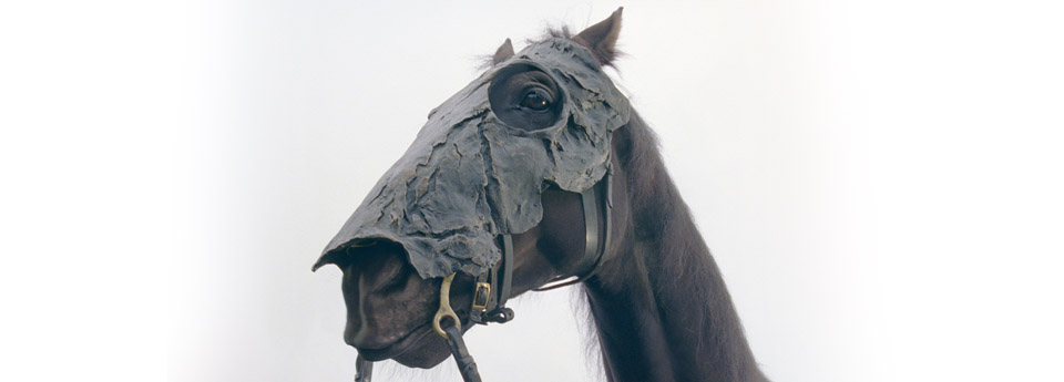 talking horse from feature film - The Book of Masters